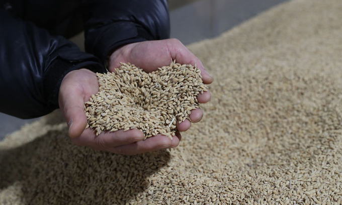 쌀값 하락에… 벼농사 순이익 37% 급감