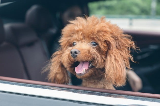 시동 꺼달라 하자 “우리 개가 당신보다 비싸”…주차관리원 모욕한 20대女 결국