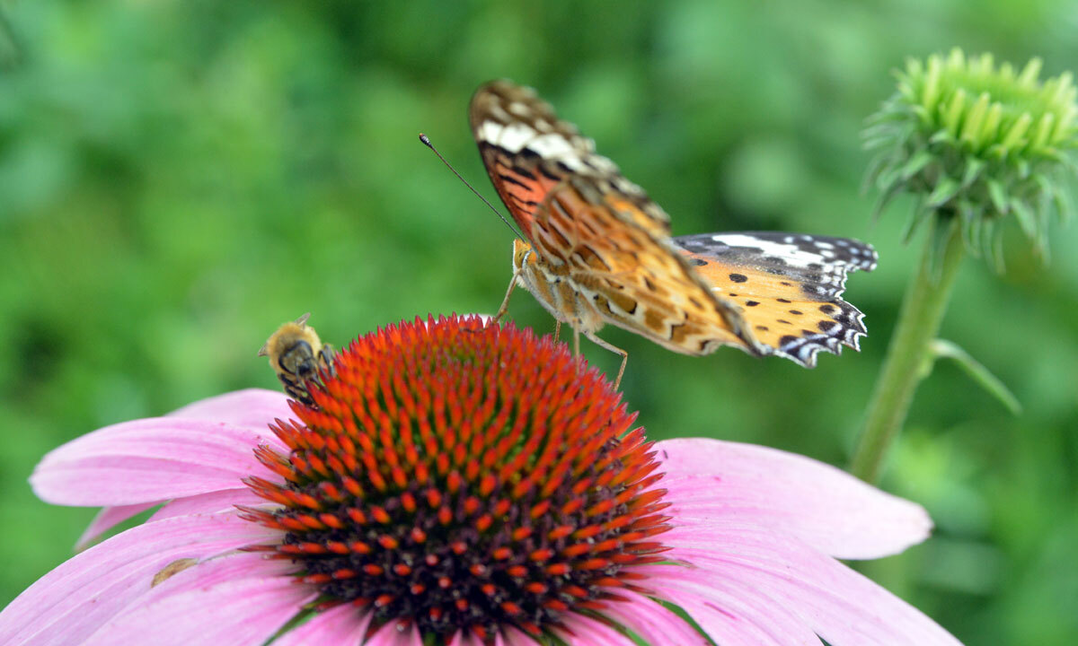“꿀벌·나비 살려라”… 각국 개체수 유지 안간힘 [농어촌이 미래다-그린 라이프]