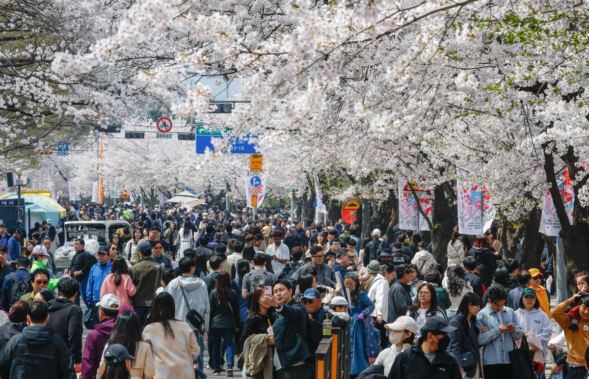 봄 소풍은 역시 국회에서 '영등포 여의도 봄꽃축제' [한강로사진관]