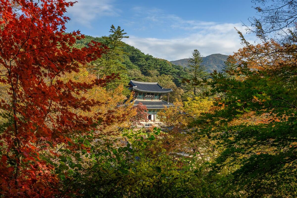 단풍 시즌 관광공사 사진기자단이 가장 많이 찾은 곳 공주 ‘마곡사’ [여행+]