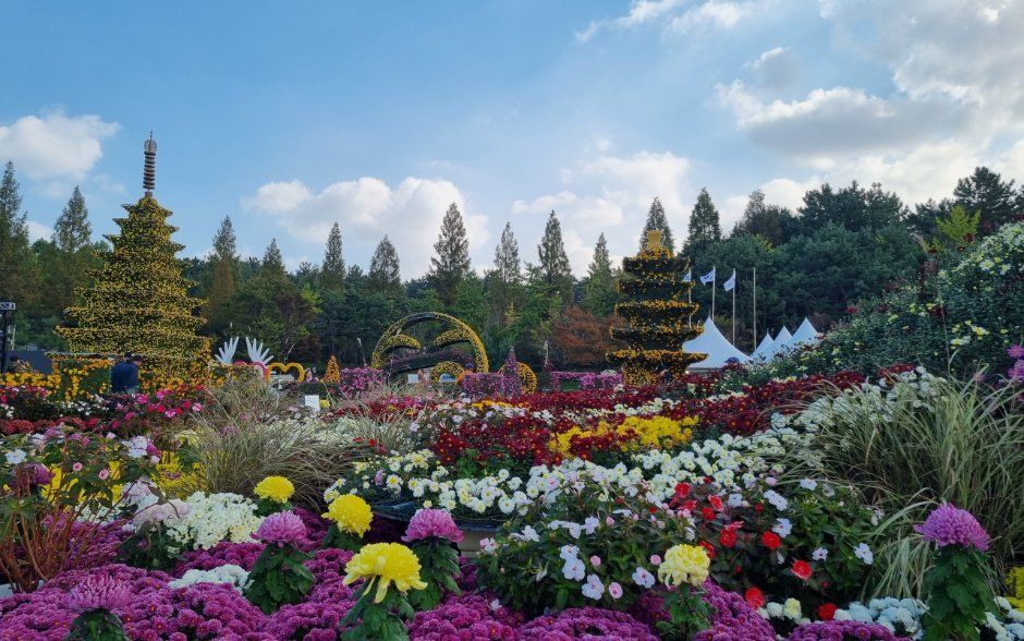 국화주 띄우고 단풍 보러 가던 절기 ‘상강’…1000만송이 국화축제 막 올라 [여행+]